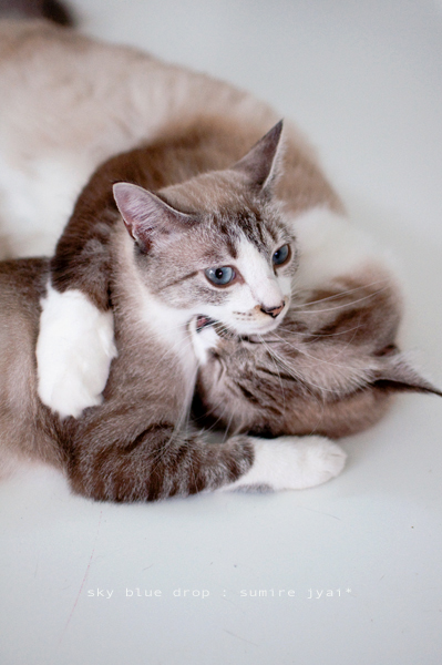 ジャイ太とすみれ５