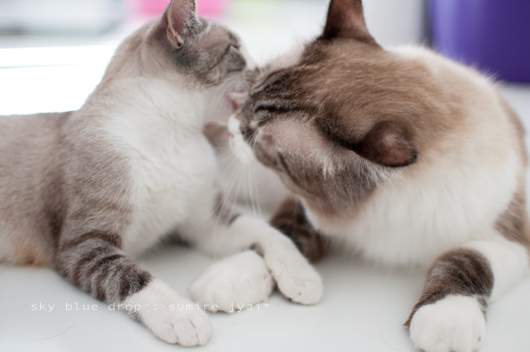 ジャイ太とすみれ４