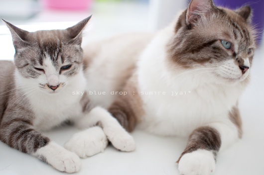 ジャイ太とすみれ３