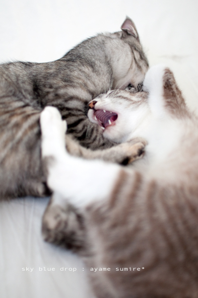 トムとジェリー？？