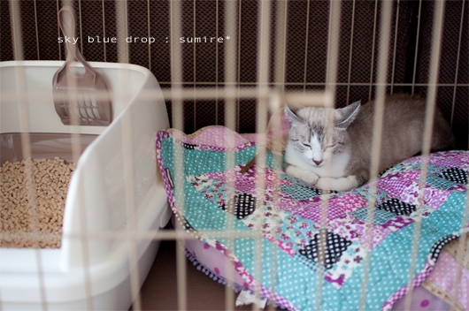 ぬくぬくうとうと