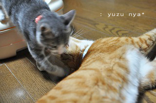 にゃあちゃんとゆずちゃん１