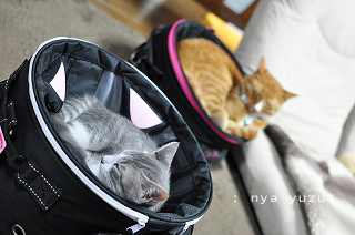 にゃあちゃんとゆずちゃん２