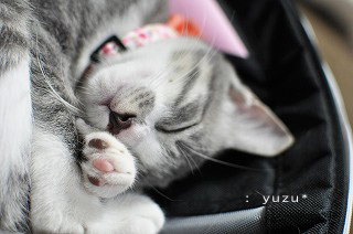 たのすぃゆめをみています