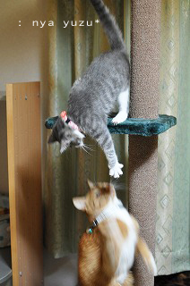 にゃあちゃんとゆずちゃん３