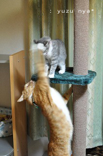 にゃあちゃんとゆずちゃん４