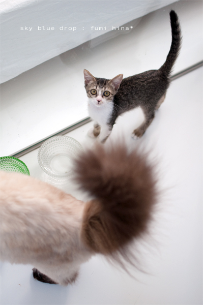 おせーておばば