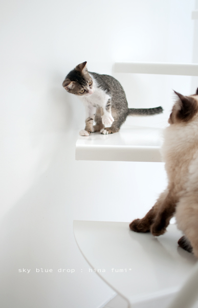 たぬさんとふみちん２