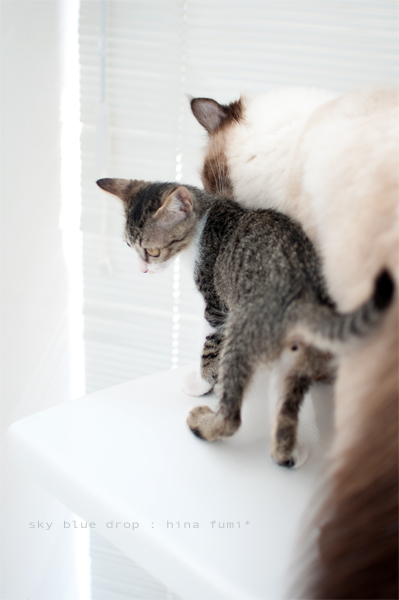 たぬさんとふみちん４