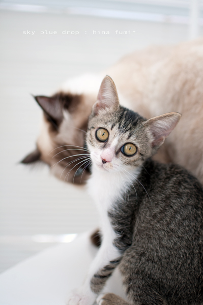 たぬさんとふみちん６