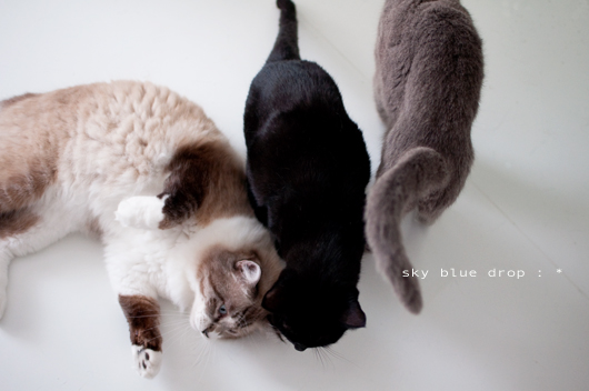 ジャイ太となるちん