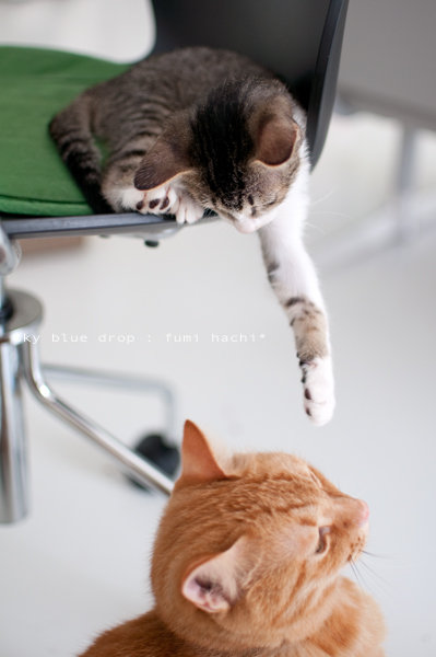 ちゃいろのあにぃ