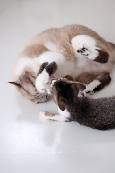 ちっこいのんとでかいのん３