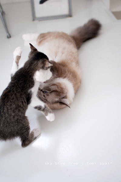 ちっこいのんとでかいのん２