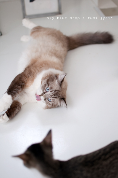 ちっこいのんとでかいのん４