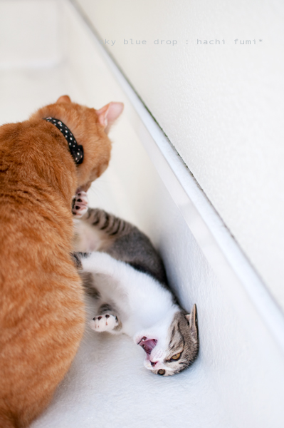 ちっこいのんとちゃいろいのん３