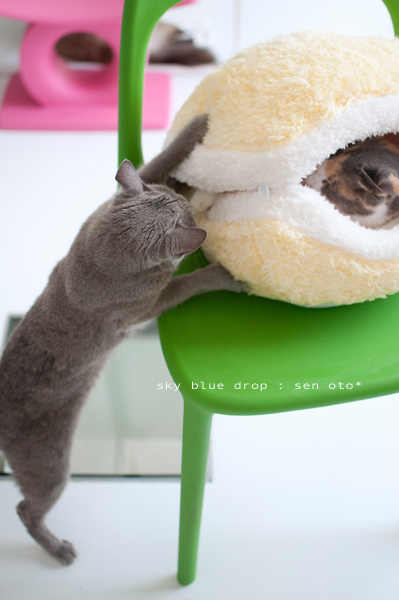 バチバチバチ!!!