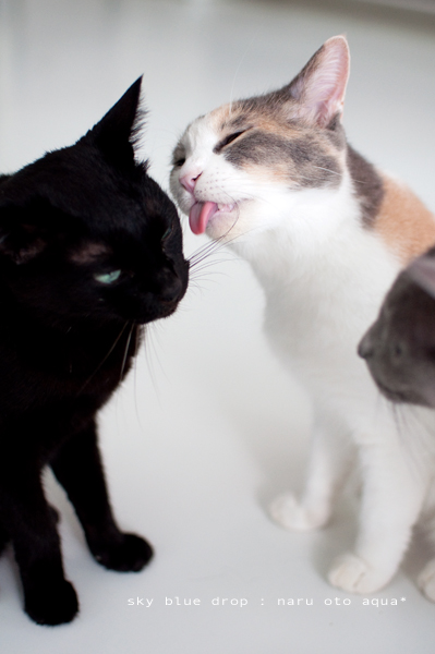 なるとおっちゃん