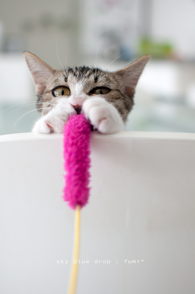 ハナイキフンフン