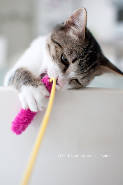 ツイニノリダス