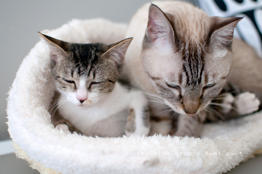 ほげほげーーー。。。