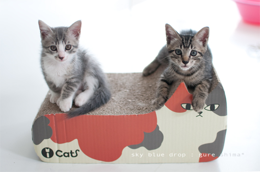 かわいいふたり