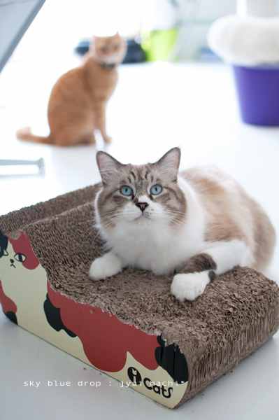 どーするつもりっ！？