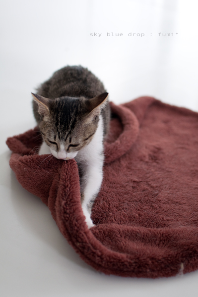 ふみふみふいちゃん３