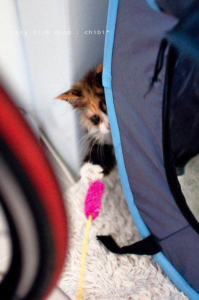 コソコソ コソコソ