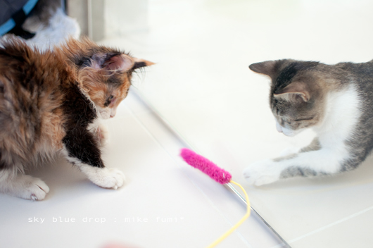 ふみちんとミケランジェロ１