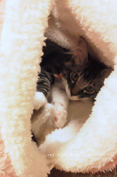 むさしのあにぃ１