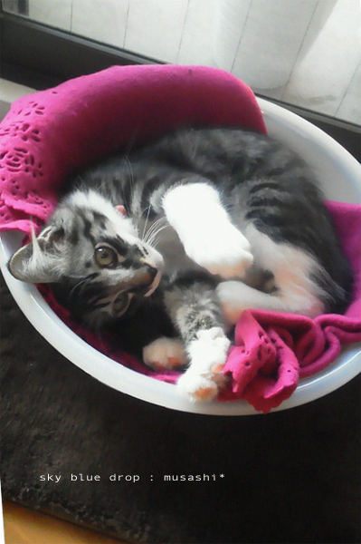 むさしのあにぃ２