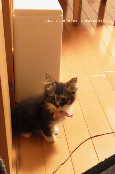 むさしのあにぃ３