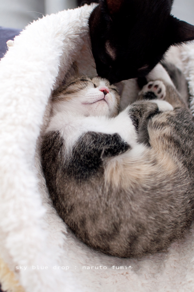 さすがくろいしと