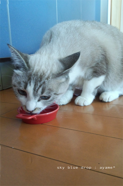 余ったのもらう