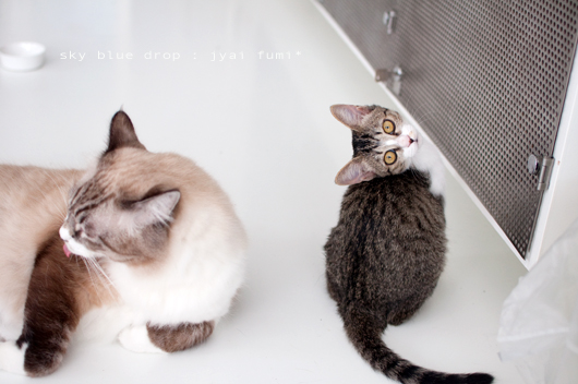 でっかいのんとちっこいのん２