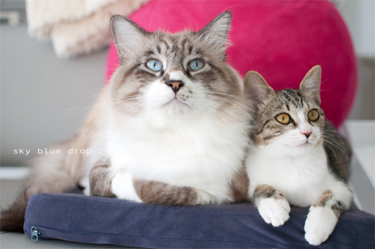 なんちゃって親子