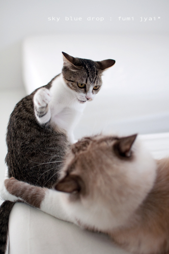 でっかいのんとちっこいのん２