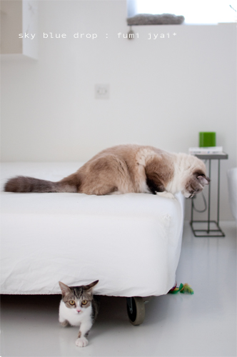 でっかいのんとちっこいのん７