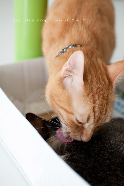 ふみちんとはちみちゅ