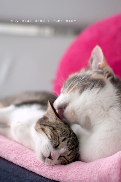 ふみちんとおと