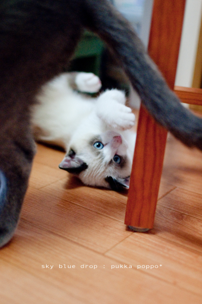 えいっ！えいっ！