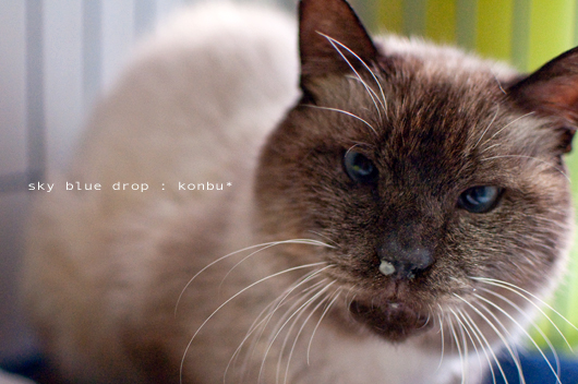 こんちゃんその２：出た