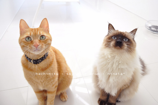 スタンバイ完了