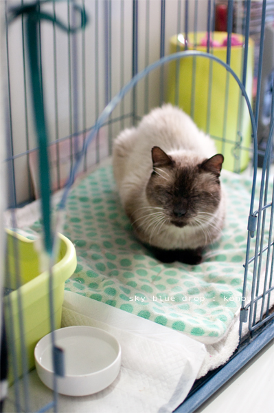 おいら眠いんですけど。。