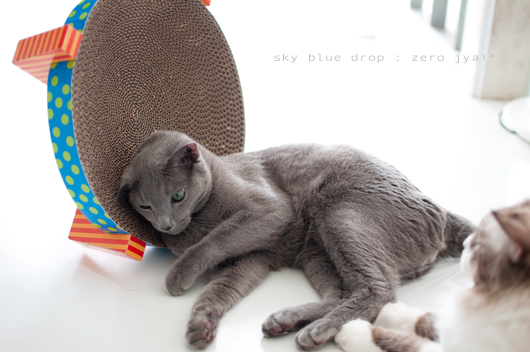 ころがりすぎる猫5