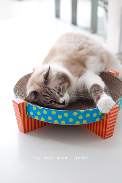 まねしてころがる猫6