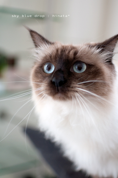 うそついてる目に見えますぅ??