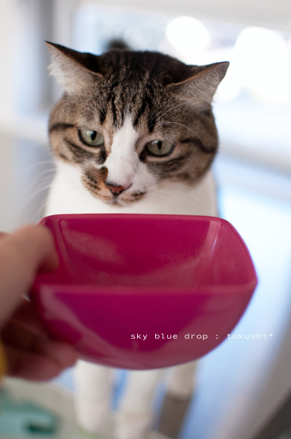 これはたべられます。