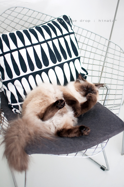 ぱっかーんガール２